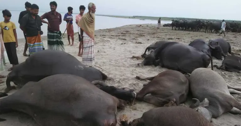 কুষ্টিয়ায় বজ্রপাতে মৃত মহিষগুলো